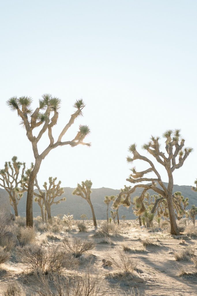 Dreamy desert elopement with bride and groom in Joshua Tree by Mariah Jones Photo wedding dress neutral florals documentary