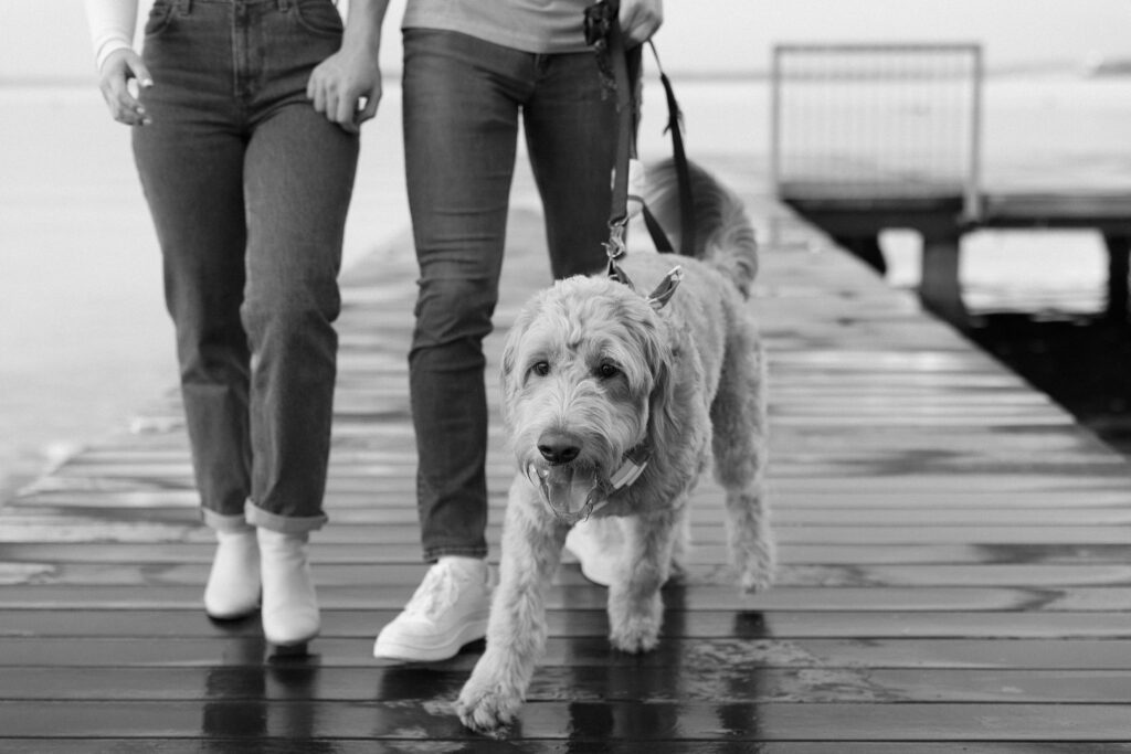 Couple walking their dog on a pier by the lake in Madison.