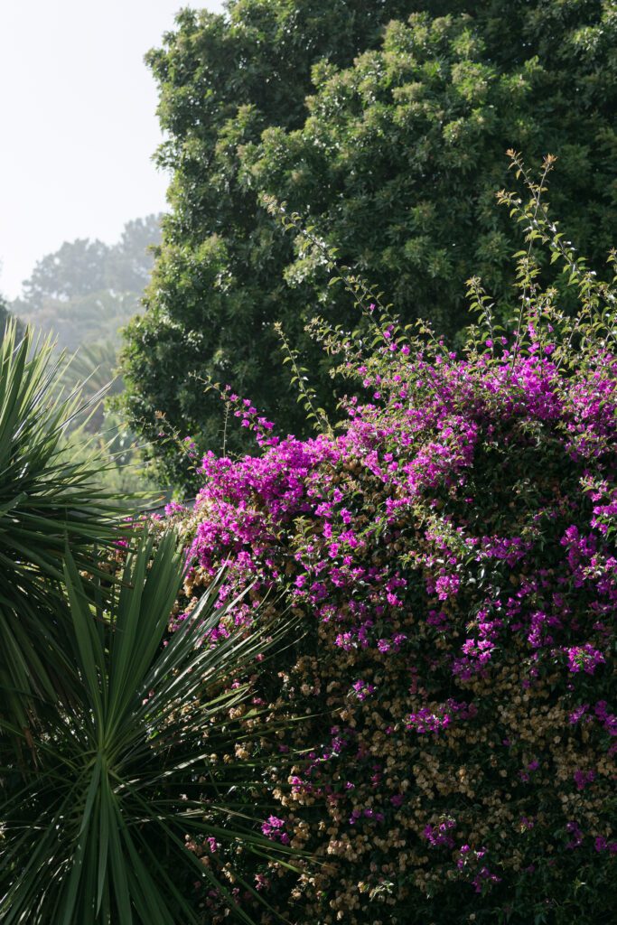 Gorgeous colorful flora surrounding the landscape at a Bel Air Bay Club wedding.